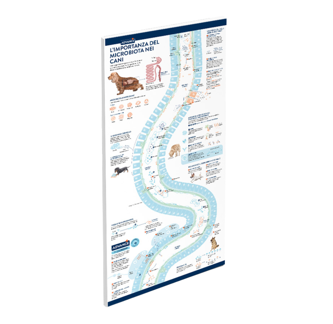 AFF-IT - Miniatura Infografía Microbiota