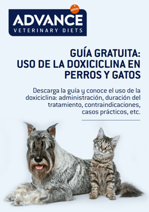 Guía Doxiciclina - Vets&Clinics.png