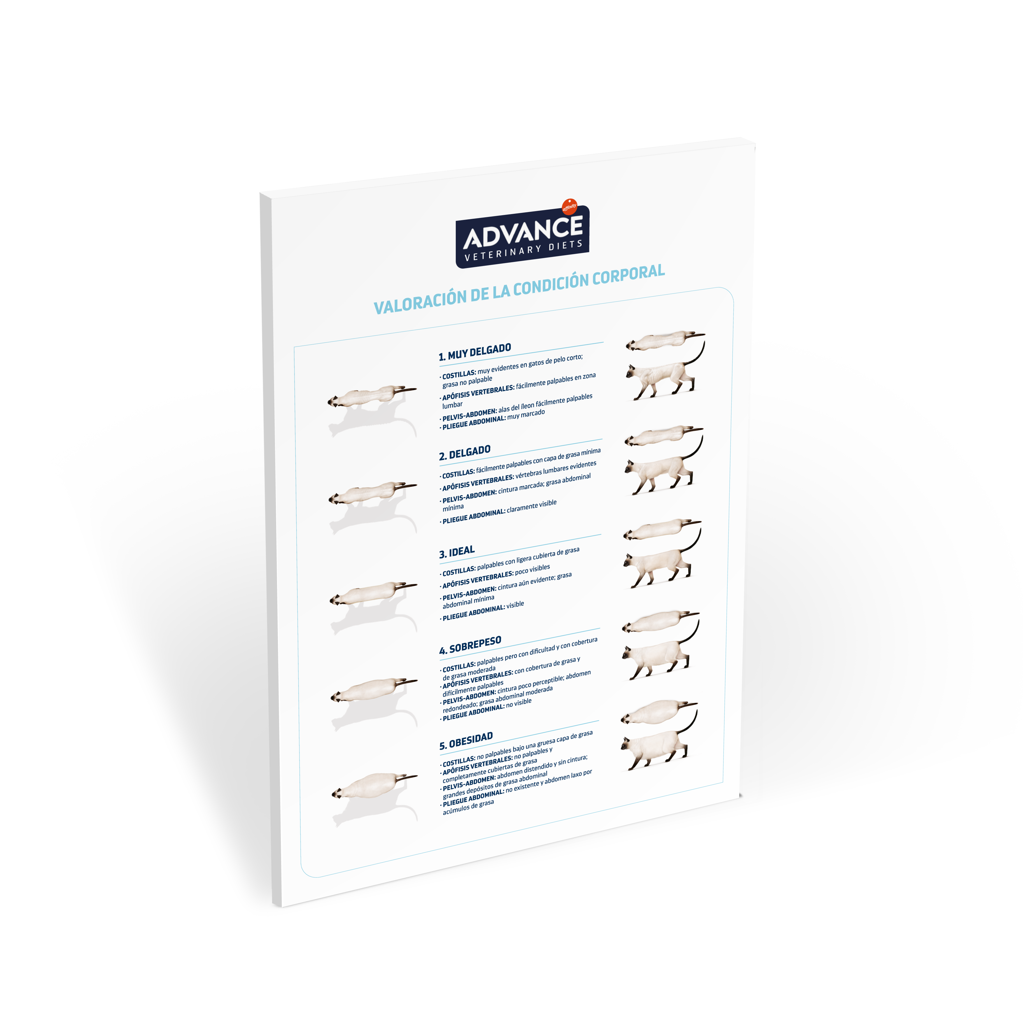 Miniatura_New_Poster_AFFINITY_CondicionCorporal_Gatos_020919_ES